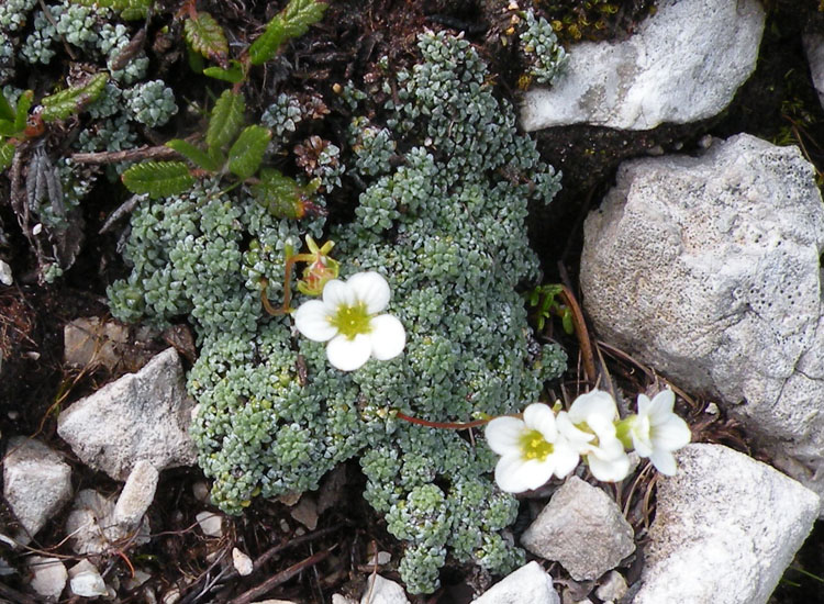 A zonzo sulle Dolomiti del Brenta 4